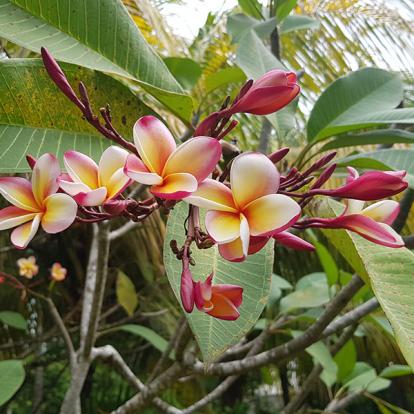 Voyage Aux Seychelles De Cédric Voyage aux Seychelles de Cédric L.