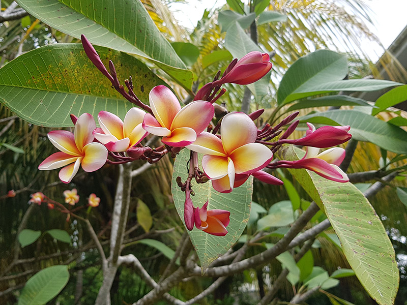 Voyage aux Seychelles de Cédric Voyage aux Seychelles de Cédric L.