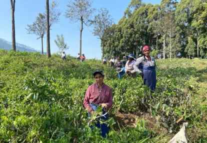 Voyage au Sri Lanka de Dominique