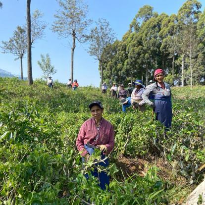 Sri Lanka Voyage au Sri Lanka de Dominique