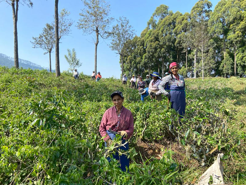 Sri Lanka Voyage au Sri Lanka de Dominique