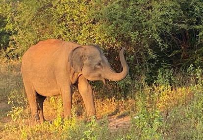 Voyage au Sri Lanka de Dominique