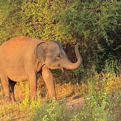 Sri Lanka Voyage au Sri Lanka de Dominique