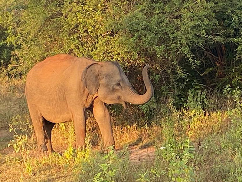 Sri Lanka Voyage au Sri Lanka de Dominique