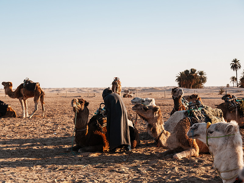Voyage en Tunisie de Quitterie et Raoul 