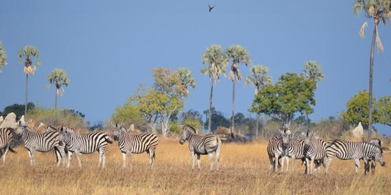 Voyage au Botswana de Marianne P. et Christine D.