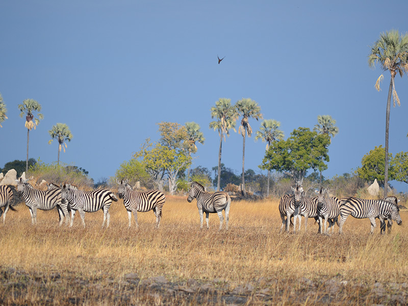 Voyage au Botswana de Marianne P. et Christine D.