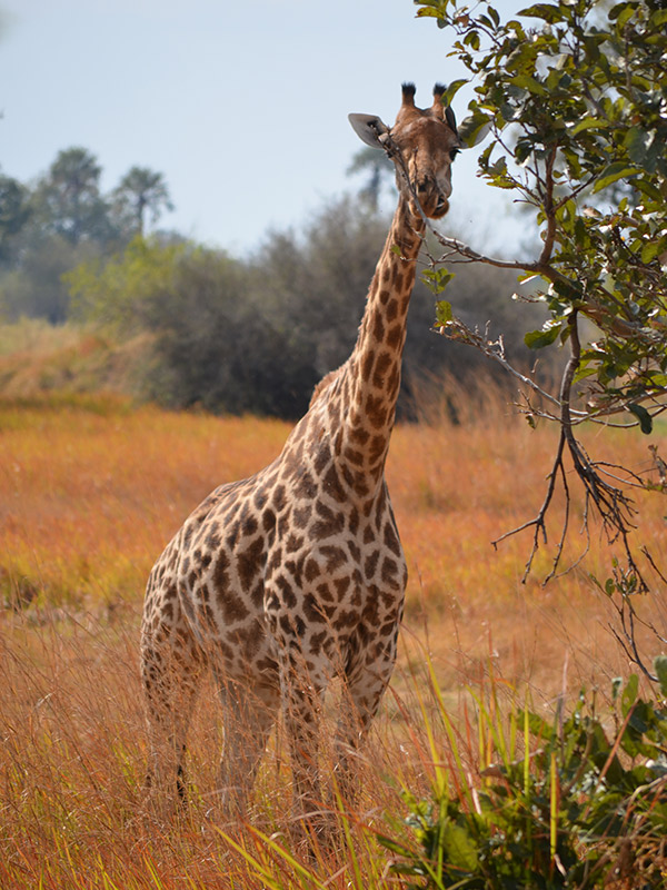 Voyage au Botswana de Marianne P. et Christine D.