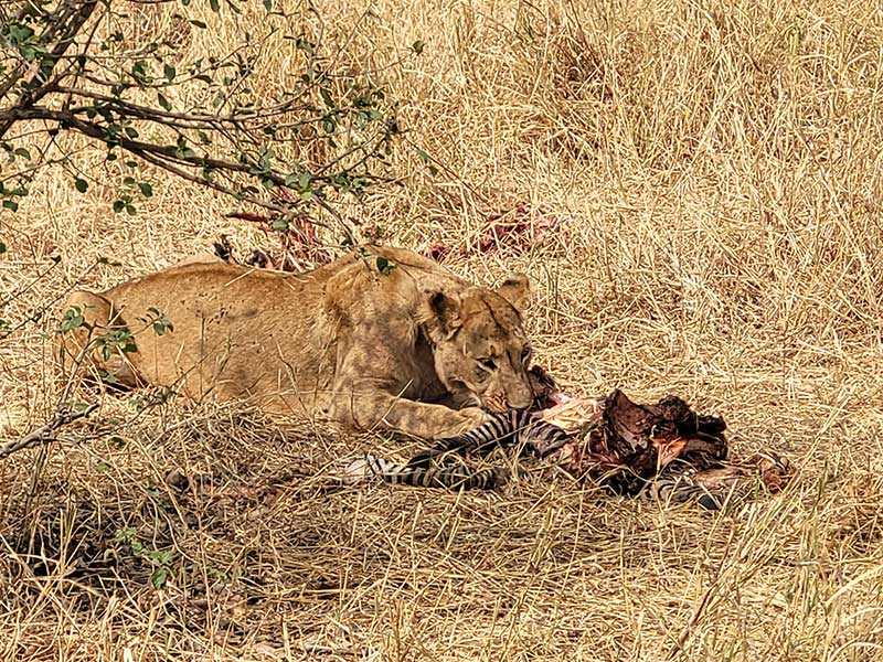Voyage en Tanzanie de Silvia