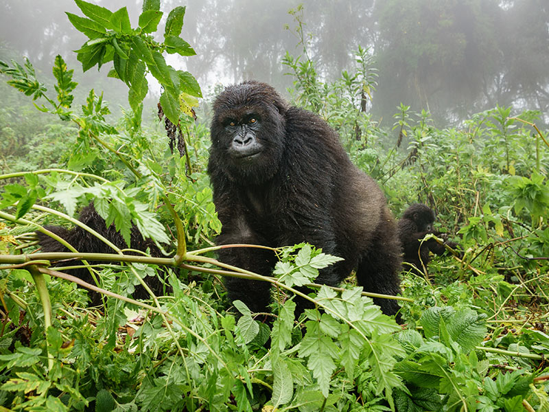 Gorille de Montagne Voyage au Rwanda de Sophie