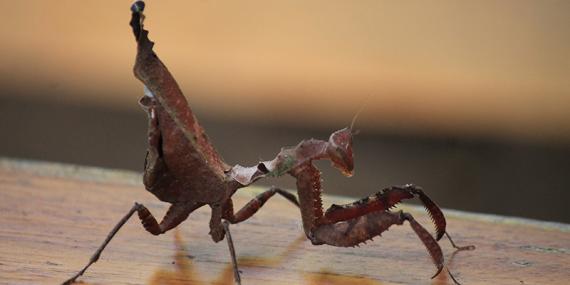 Voyage en Equateur de Christine T.