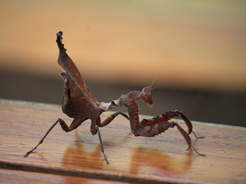 Voyage en Equateur de Christine T.