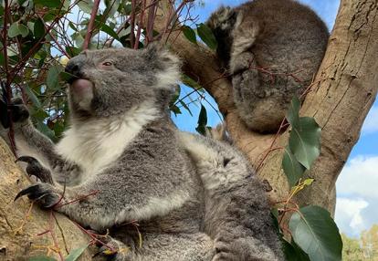 Voyage en Australie de Stéphane M.
