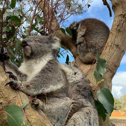 Voyage en Australie de Stéphane M.