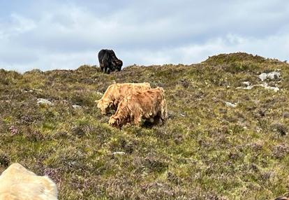 Voyage en Ecosse de Milène M.