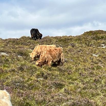 Voyage en Ecosse de Milène M.