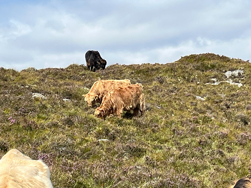 Voyage en Ecosse de Milène M.