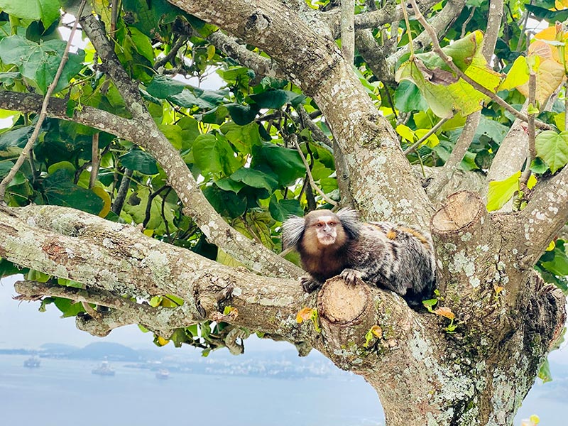 Voyage au Brésil de Michaela et Bruno