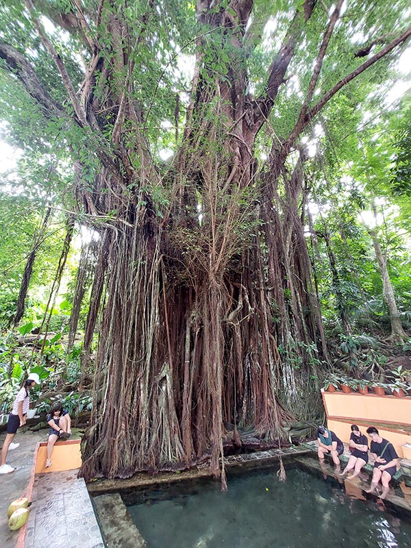 Arbre ancestral Voyage aux Philippines de Valérie A.