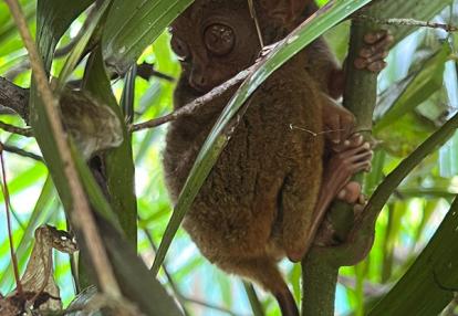 Voyage aux Philippines de Valérie A.