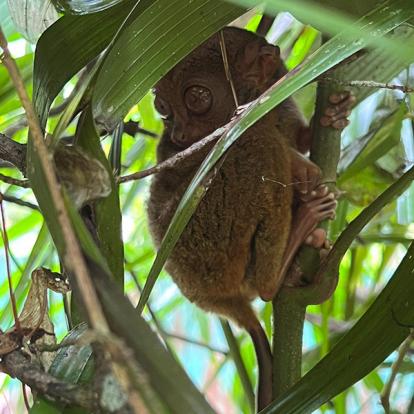 Tarsier Voyage aux Philippines de Valérie A.
