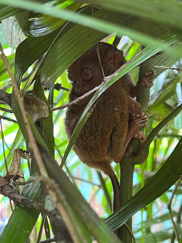 Tarsier Voyage aux Philippines de Valérie A.