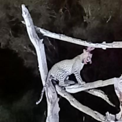 Voyage au Kenya de Michel L.