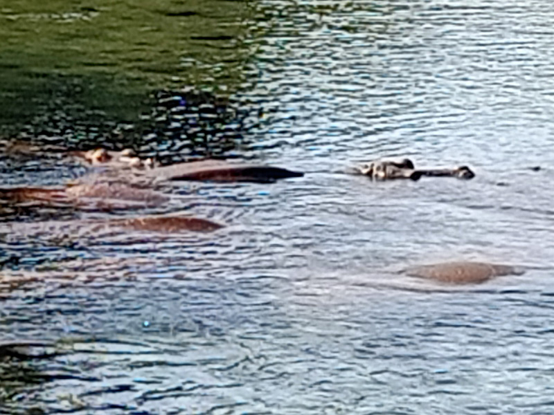 Voyage au Kenya de Michel L.