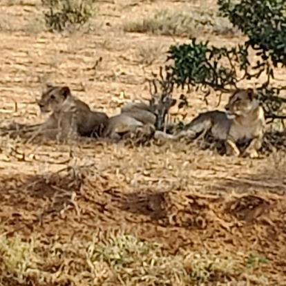 Voyage au Kenya de Michel L.