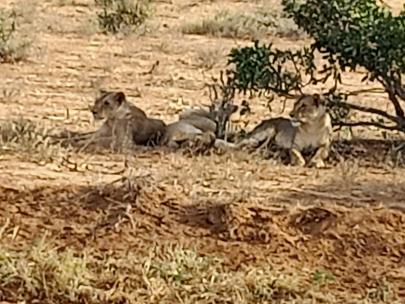 Voyage au Kenya de Michel L.