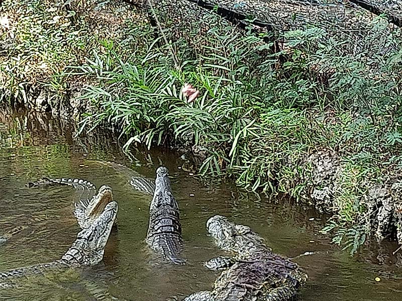 Voyage au Kenya de Michel L.