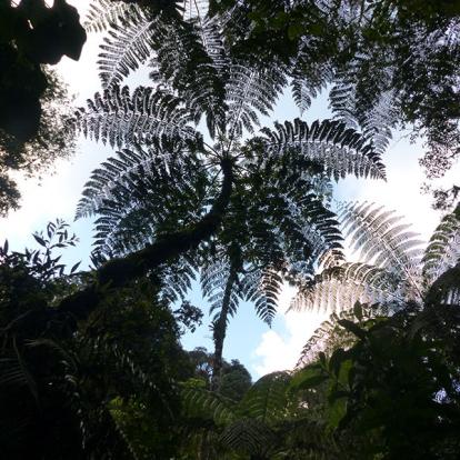 Trek En Foret De Zotz à Tikal Voyage au Guatemala de Pierre D.