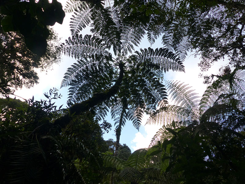 Trek en foret de Zotz à Tikal Voyage au Guatemala de Pierre D.