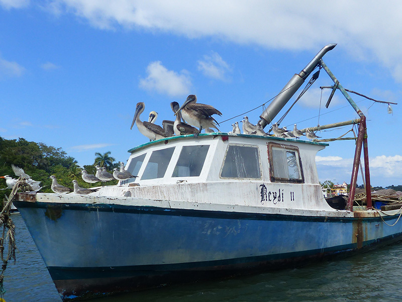 Auberge aviaire à Livingston Voyage au Guatemala de Pierre D.
