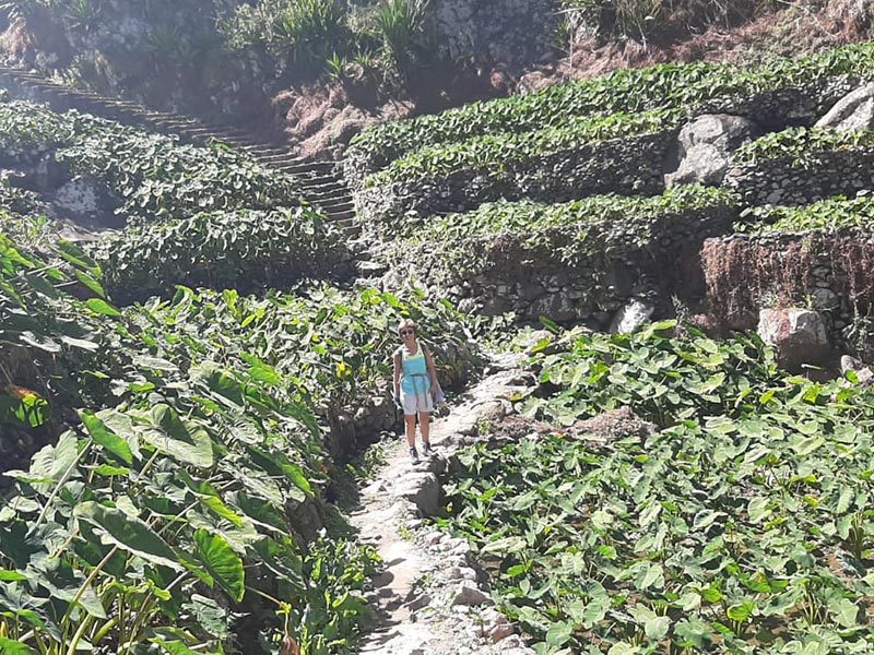 Ribeira do Paul culture d’ignames Voyage au Cap Vert de Luce R.