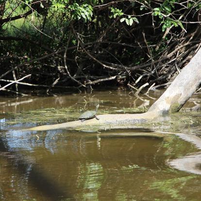 Voyage au Belize et Guatemala de Pierre et Nathalie