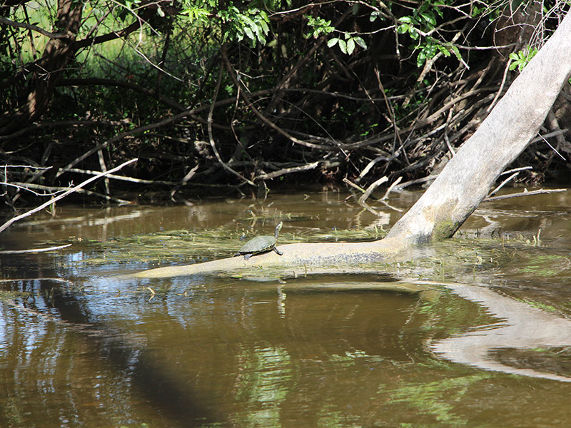 Voyage au Belize et Guatemala de Pierre et Nathalie