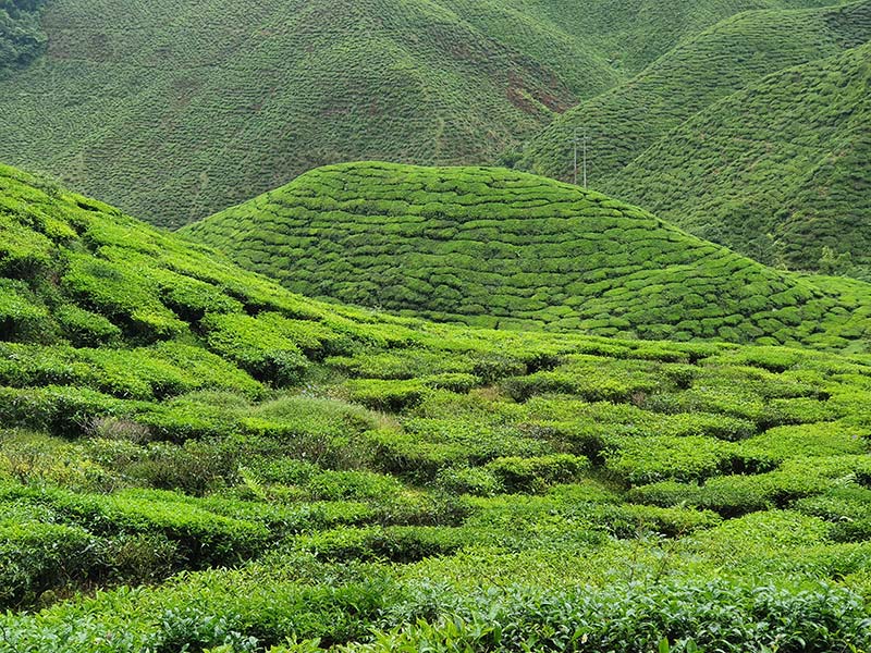 Voyage en Malaisie de Gaëlle D.