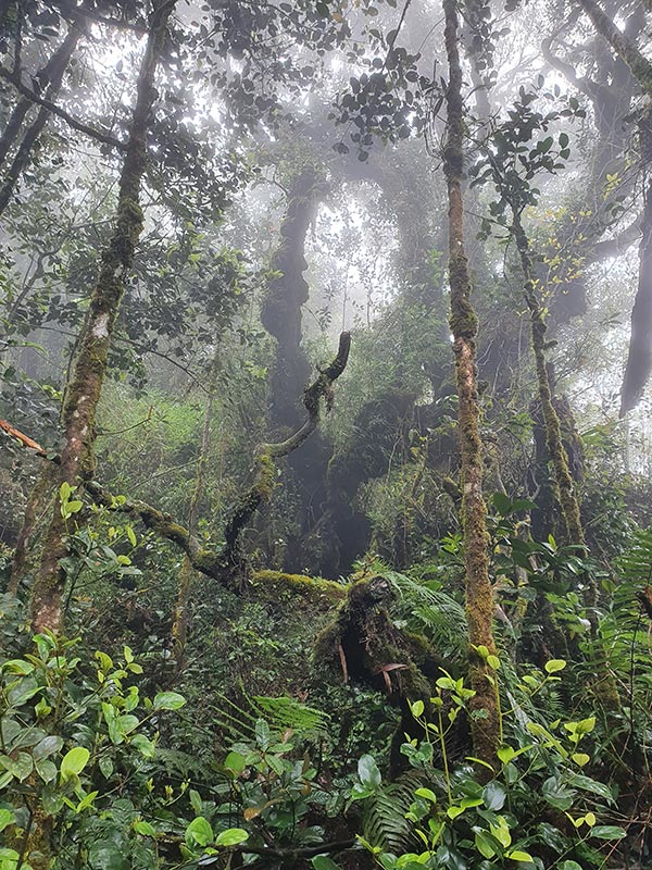 Voyage en Malaisie de Gaëlle D.