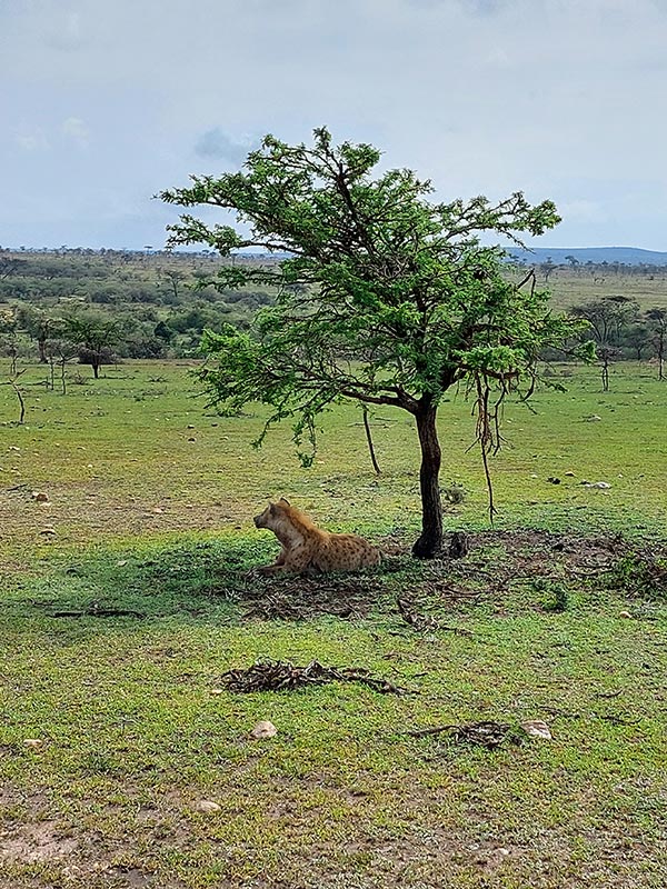 Voyage au Kenya de Sybill L.