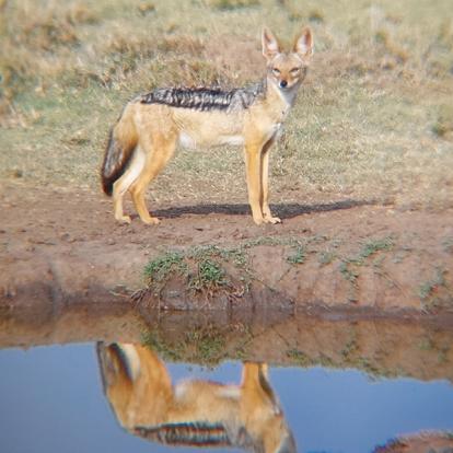 Voyage au Kenya de Sybill L.