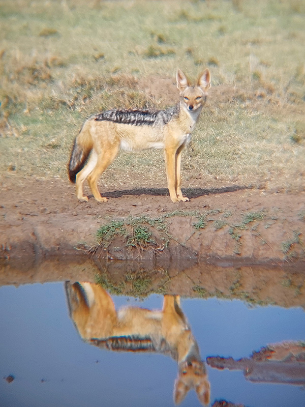 Voyage au Kenya de Sybill L.
