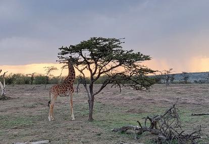 Voyage au Kenya de Sybill L.