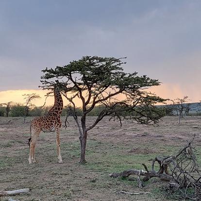 Voyage au Kenya de Sybill L.