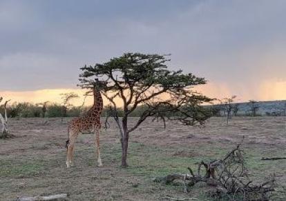 Afrique