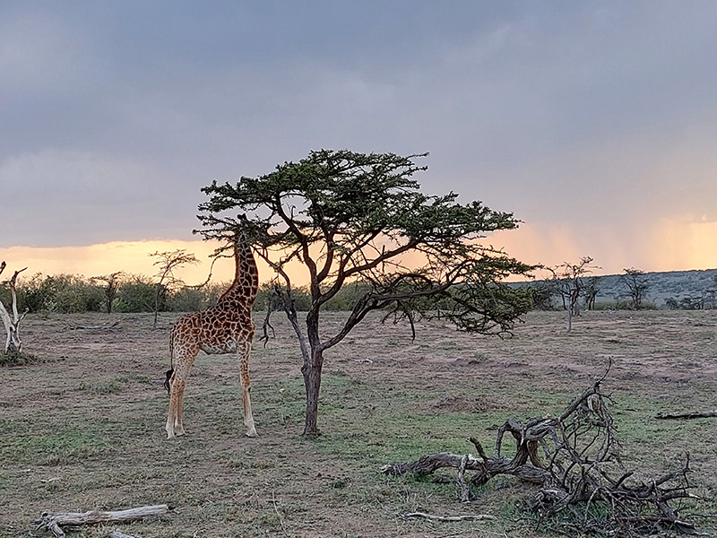 Voyage au Kenya de Sybill L.