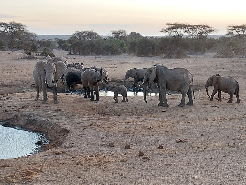 Voyage au Kenya de Sybill L.