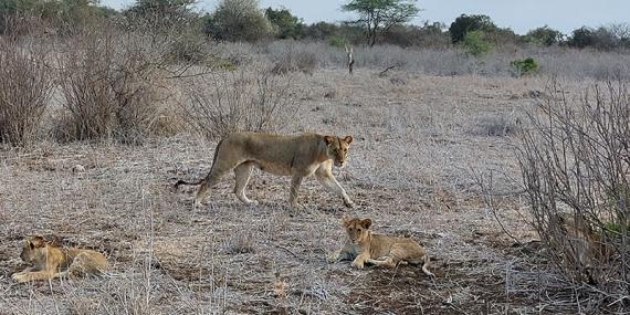 Voyage au Kenya de Sybill L.