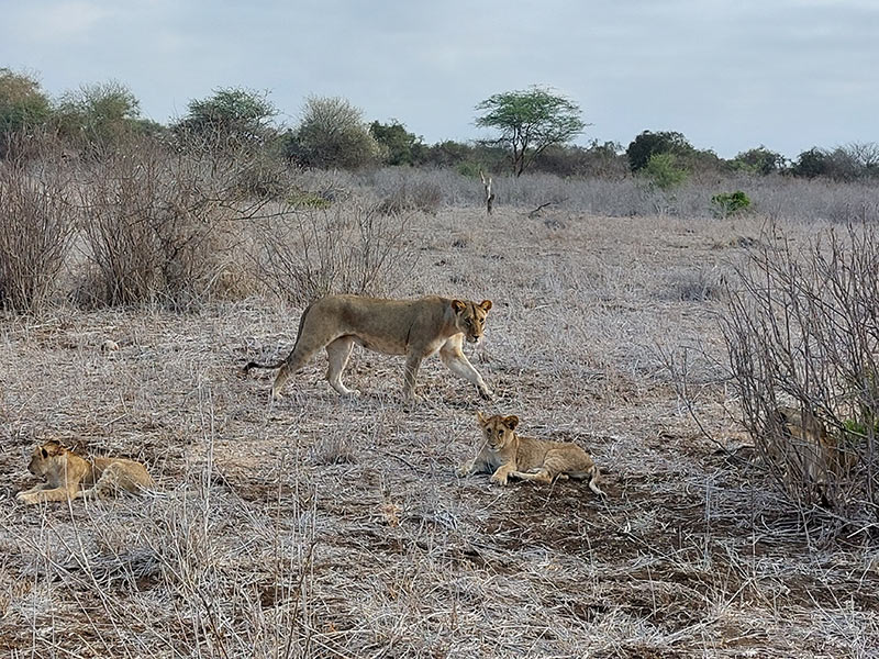 Voyage au Kenya de Sybill L.