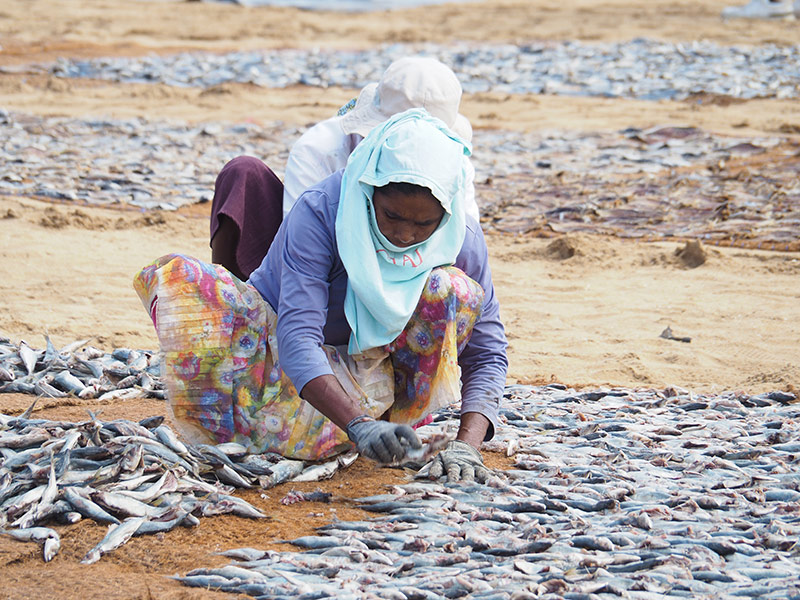 Voyage au Sri Lanka d'Eric K.